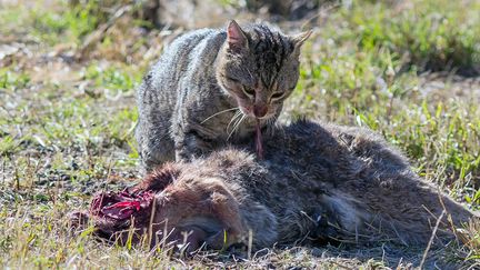 Chat sauvage en Australie (CATERS NEWS AGENCY/SIPA / CATERS NEWS AGENCY)