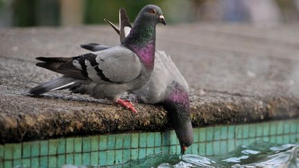 Une &eacute;tude affirme que le "syst&egrave;me de navigation" de l'oiseau &agrave; la grise robe ne peut pas &ecirc;tre situ&eacute; dans son bec. (LUIS ROBAYO / AFP)