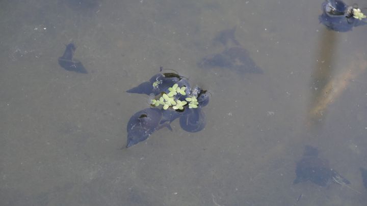 Les escargots d'eau douce (Viviparous viviparus) font le ménage dans les bassins.&nbsp; (ISABELLE MORAND / RADIO FRANCE / FRANCE INFO)