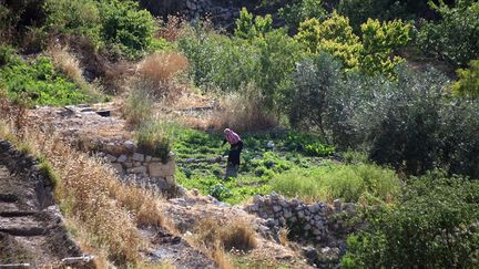 Battir, son antique système d'irrigation romain et ses terrasses agricoles
 (AFP)