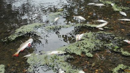 Des centaines de poissons ont été tuées en Ille-et-Vilaine à cause des rejets d'une usine du groupe Lactalis, en août 2017. (RADIO FRANCE- BENJAMIN BILLOT)