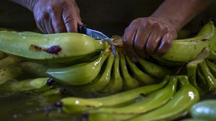 Des bananes plantain récoltées à Guánica&nbsp;(Porto Rico), le 29 mars 2021. (Photo d'illustration) (RICARDO ARDUENGO / AFP)