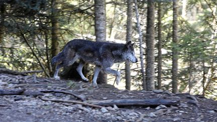 Un loup&nbsp;au parc Alpha, le 18 mai 2018, à Saint-Martin-Vésubie (Alpes-Maritimes). (MAXPPP)