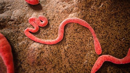 Le virus Ebola déclenche des fièvres hémorragiques mortelles. (SEBASTIAN KAULITZKI / SCIENCE PHOT / SKX / AFP)