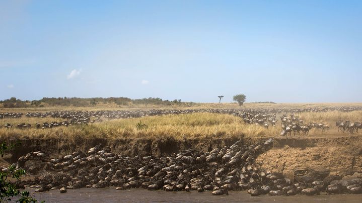 Des milliers de gnous s'appr&ecirc;tent &agrave; traverser la rivi&egrave;re Mara dans la r&eacute;serve nationale Masai Mara (Kenya), le 29 septembre 2015. (STUART PRICE / MAKE IT KENYA / AFP)