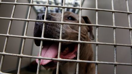 Un chien de&nbsp;de race Staffordshire Bull Terrier (illustration). (AXEL HEIMKEN / DPA)