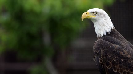 Un pygargue à tête blanche, l'emblême des Etats-Unis, sauvé&nbsp;de l'extinction par les lois américaines de protections de la faune. (JEAN-CHRISTOPHE VERHAEGEN / AFP)