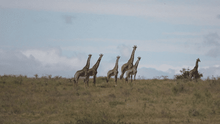 Tanzanie : les safaris à pied, une randonnée au plus proche de la savane