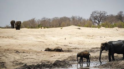 100 éléphants ont été empoisonnés au cyanure en 2013 (MARTIN BUREAU / AFP )