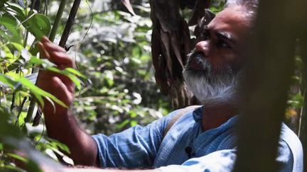 Inde : à la rencontre du "médecin des arbres"