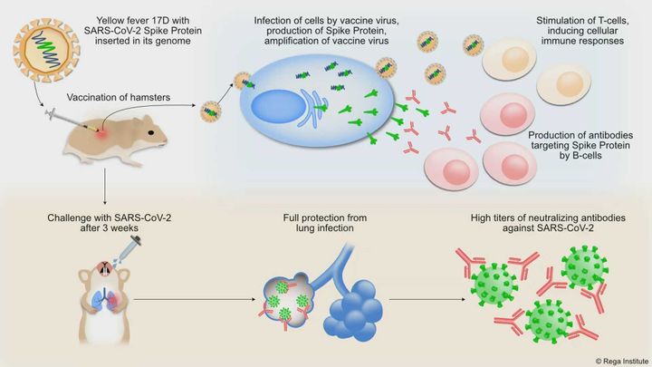 Ce schéma présente le principe du vaccin candidat développé par l'institut Rega. Une partie du génome du coronavirus (guidant la production de la protéine Spike S) est insérée dans le génome du vaccin contre la fièvre jaune, constitué de virus atténué. Celui-ci se multiplie dans les cellules et entraîne une réponse immunitaire spécifique&nbsp;à la pointe du coronavirus. En cas d'infection au Sras-Cov-2, les pointes sont neutralisées et le coronavirus ne peut plus se fixer aux cellules. (INSTITUT REGA DE LOUVAIN)