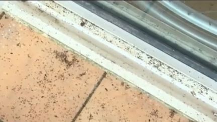 Roussillon : un quartier envahi par les insectes