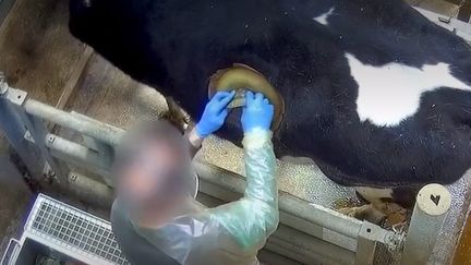 L'association antispéciste publie des images choquantes de "vaches à hublot", dans un centre d'expérimentation de la Sarthe. (FRANCE 3)