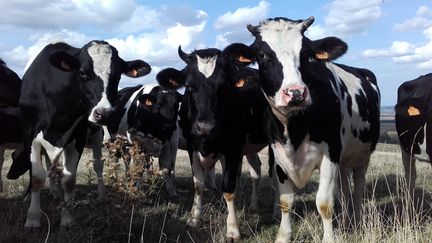 Un troupeau de vaches dans un pré en Meurthe-et-Moselle. (LAURENT WATRIN / RADIO FRANCE)