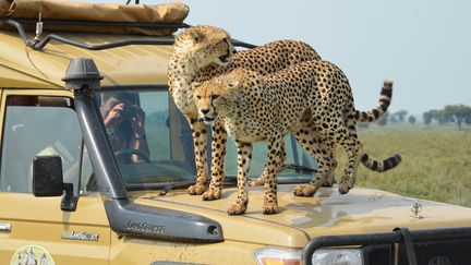 Des guépards en Tanzanie lors des expéditions safari. Les voitures et les lodges sont alimentés par des panneaux solaires.&nbsp; (TANGANIKA EXPEDITIONS)