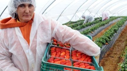 La main d'oeuvre roumaine est très prisée dans le milieu agricole. (AFP-ABDELHAK SENNA)