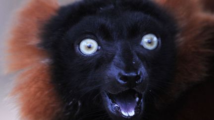 Un l&eacute;murien au zoo de Gelsenkirchen (Allemagne), le 12 mars 2012. (PATRIK STOLLARZ / AFP)