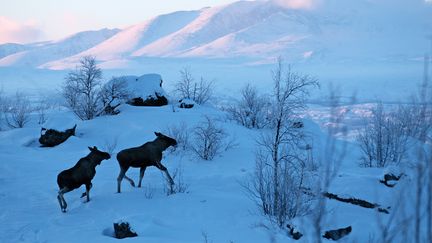 Des élans dans le comté de Norrbotten, en laponie suédoise, en mars 2008.&nbsp; (BERTHIER EMMANUEL / HEMIS.FR / AFP)