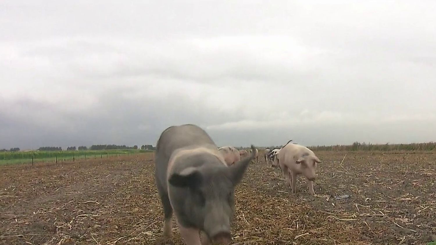 Varkens voorkomen dat vliegtuigen in botsing komen met vogels