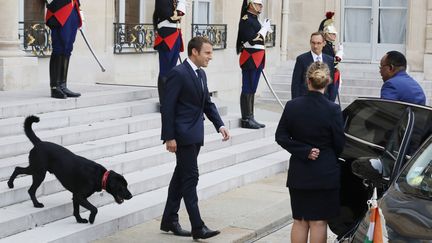 Nemo, le chien d'Emmanuel Macron sur le perron de l'Elysée. (LUDOVIC MARIN / AFP)