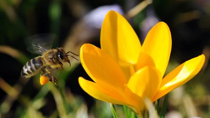 Les abeilles pourraient avoir des id&eacute;es abstraites et de les manipuler. (PATRICK SEEGER / AFP)