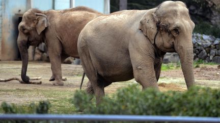 Les &eacute;l&eacute;phantes Baby et N&eacute;pal, au zoo du parc de la T&ecirc;te d'Or, &agrave; Lyon (Rh&ocirc;ne), le 6 janvier 2013. (PHILIPPE DESMAZES / AFP)