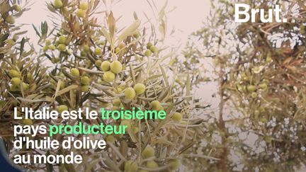 En Italie, la production d'huile d'olive est en berne. En cause : des conditions climatiques peu favorables à l'oléiculture.