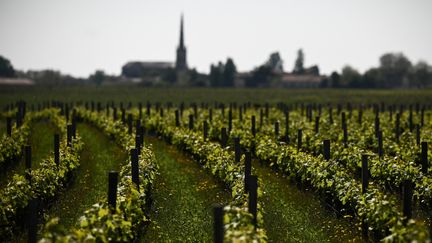 Des vignes à Pauillac, en Gironde, le 26 avril 2022. (PHILIPPE LOPEZ / AFP)