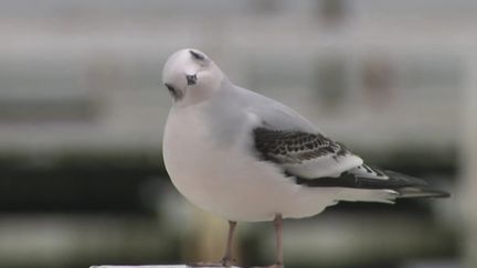 Belgique : la mouette de Ross s'est installée sur les côtes