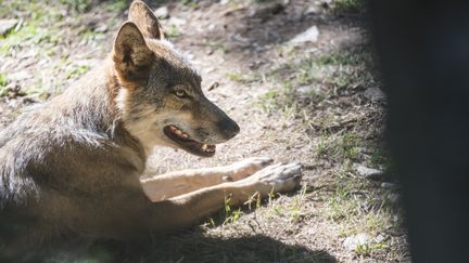 Un loup photographié dans un parc animalier à Saint-Martin-Vésubie (Alpes-Maritimes). (FREDERIC DIDES / AFP)