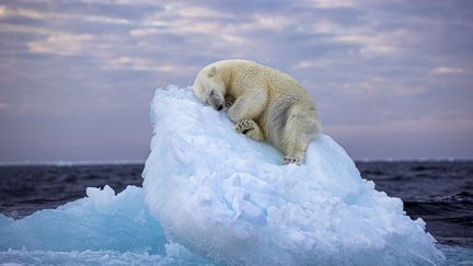 Un ours polaire creuse un lit dans un petit iceberg avant de s'endormir dans l'extrême nord, au large de l'archipel norvégien du Svalbard. (MEDIADRUMIMAGES/NHM / MAXPPP)