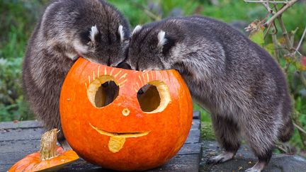 Deux ratons-laveurs inspectent une citrouille sculpt&eacute;e d&eacute;pos&eacute;e dans leur enclos du zoo de Hanovre (Allemagne) &agrave; l'occasion d'Halloween, le 23 octobre 2014. (OLE SPATA / DPA / AFP)