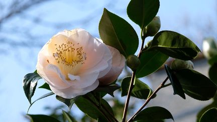 Camellia japonica 'Mrs D.W. Davis'. Une obtention américaine de 1954. (ISABELLE MORAND / DIDIER HIRSCH / RADIO FRANCE / FRANCE INFO)