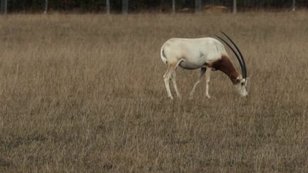 Zoo du reynou (FRANCE 2)