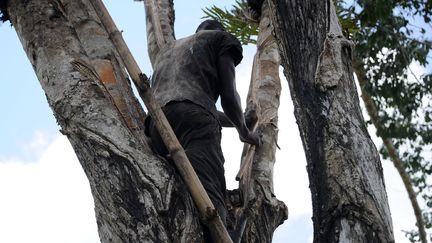 Récolte du latex dans une plantation de la firme américaine de pneus Firestone à Harbel (est du Liberia), le 17 octobre 2016. (ZOOM DOSSO / AFP)