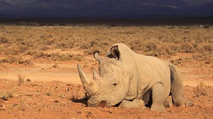 Un rhinoc&eacute;ros dans le parc sud-africain d'Inverdoom, le 23 mars 2013. (CHRISTOPHE BEAUDUFE / AFP)