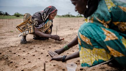 Depuis 1975, le Niger fête la Journée nationale de l’arbre le 3 août - qui est aussi la journée de l’indépendance du pays - en encourageant les citoyens à planter des arbres et à organiser des événements environnementaux. Un facteur essentiel pour lutter contre la désertification à travers le pays, explique l'ONU. (LUIS TATO/FAO/AFP)