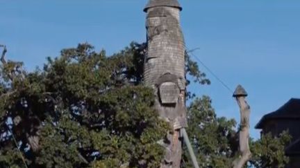 Patrimoine : à la découverte du chêne millénaire d'Allouville-Bellefosse