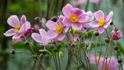 Half of the flowers given for Valentine's Day are roses.  What if you offered seasonal flowers like anemones or mimosa?  (SHINICHIRO SAKA / MOMENT RF / GETTY IMAGES)