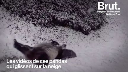 Ces pandas sont trop mignons. L'envers du décor l'est un peu moins…