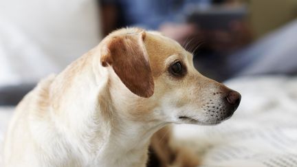 Tendance : l'ère des animaux connectés