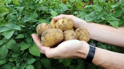 Un employ&eacute; de BASF pr&eacute;sente des pommes de terre OGM Fortuna au centre agricole du groupe &agrave; Limburgerhof (Allemagne), le 11 ao&ucirc;t 2009. (ULI DECK / DPA)