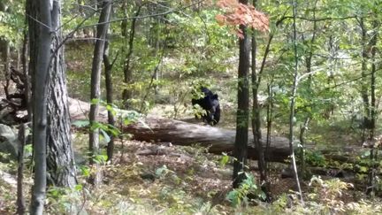 Une photo prise par Darsh Patel un randonneur de 22 ans, tu&eacute; ensuite par cet ours le 21 septembre 2014 &agrave; West Milford (Etats-Unis). (DARSH PATEL / AP / SIPA)