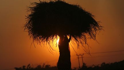 Une paysanne transporte des tiges de riz dans la banlieue d'Agartala (Inde), le 24 novembre 2011. (JAYANTA DEY / REUTERS)