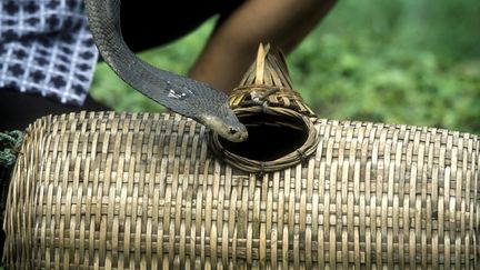 Un&nbsp;cobra cracheur d'Indochine captur&eacute; au Vietnam, le 20 avril 2009. (JEAN-FRANÇOIS MUTZIG / BIOSPHOTO / AFP)