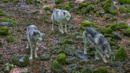 La Maison des loups, le 11 décembre 2017, à Orlu (Ariège). (BRIGITTE MERLE / PHOTONONSTOP / AFP)