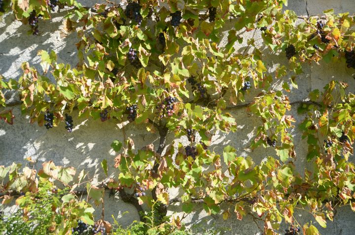 Vigne palissée dans le potager de Saint-Jean de Beauregard (Essonne) (ISABELLE MORAND / RADIO FRANCE / FRANCE INFO)