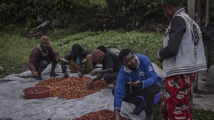 Aujourd’hui, Marcelline Budza estime que ses "objectifs sont en train d'être atteints", parce que "maintenant les femmes peuvent sourire, être autonomes financièrement". Une cultivatrice de 24 ans et "trieuse de café", confirme. Elle ne gagne que 2 500 francs congolais (1,25 dollar) par jour et voudrait arriver au double. Mais avec l'argent perçu, à la fin du mois, elle "achète une chèvre, une poule... je fais scolariser mes enfants, je leur achète des habits." Les femmes peuvent enfin "se prendre en charge dans leurs familles respectives". (GUERCHOM NDEBO / AFP)