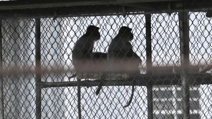 Aux Etats-Unis, la police recherche activement 43 macaques échappés d'un laboratoire