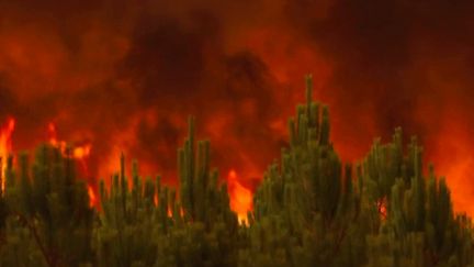 Incendies en Gironde :&nbsp;6 200 hectares déjà partis en fumée en une journée (France 2)